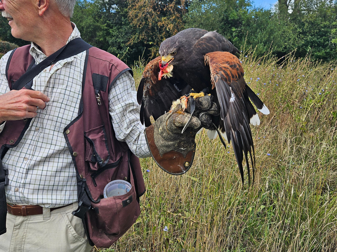 North Devon Hawk Walks-South Molton必去景点