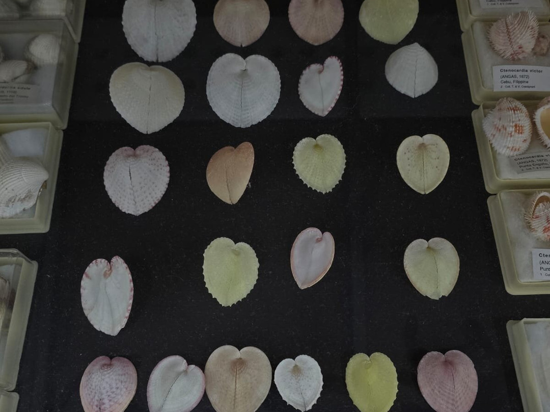 Malacological Museum Piceno-Cupra Marittima必去景点