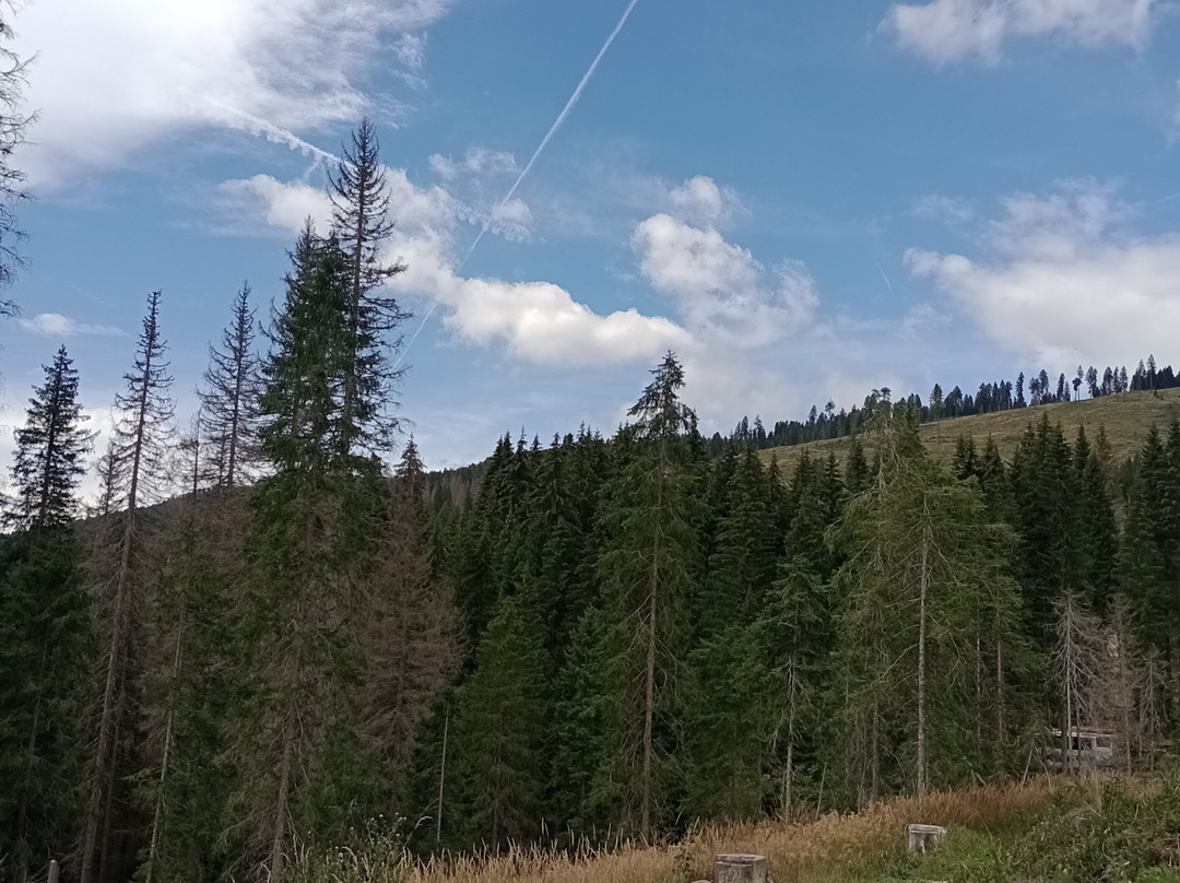 Parco Paneveggio - Pale di San Martino-普雷达佐必去景点