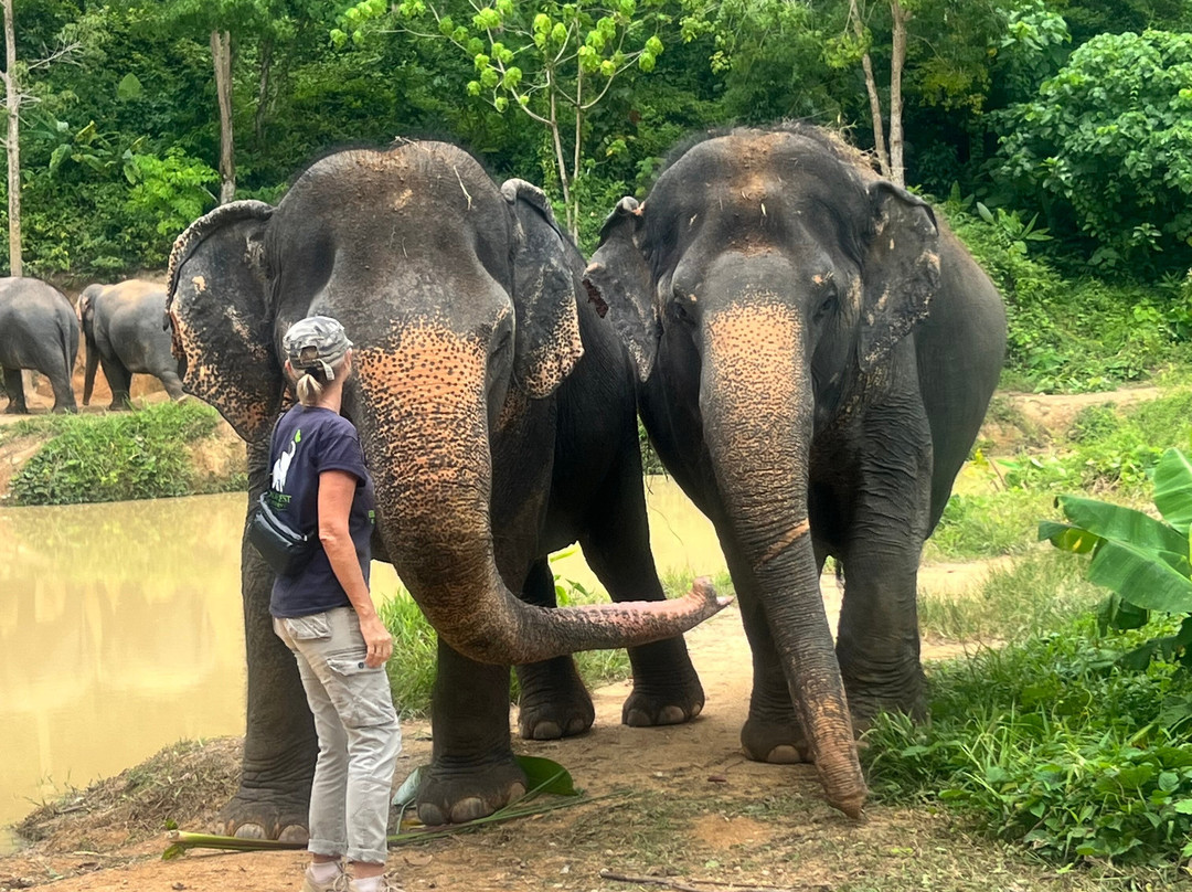 Hidden Forest Elephant Reserve-查龙必去景点