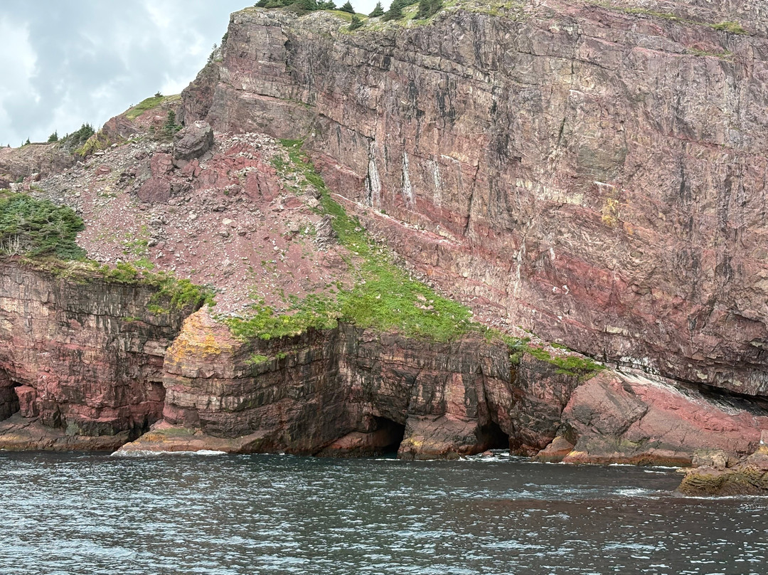 O'Brien's Whale and Bird Tours-Bay Bulls必去景点