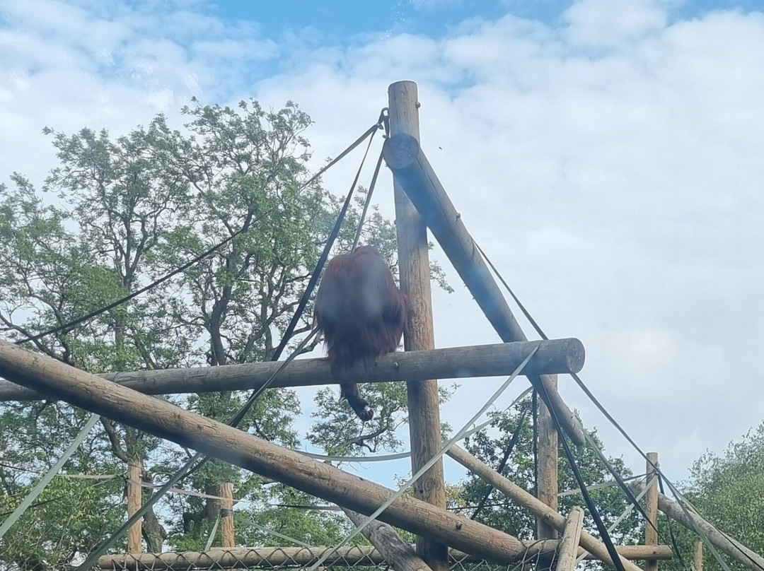 Dudley Zoo and Castle-Dudley必去景点