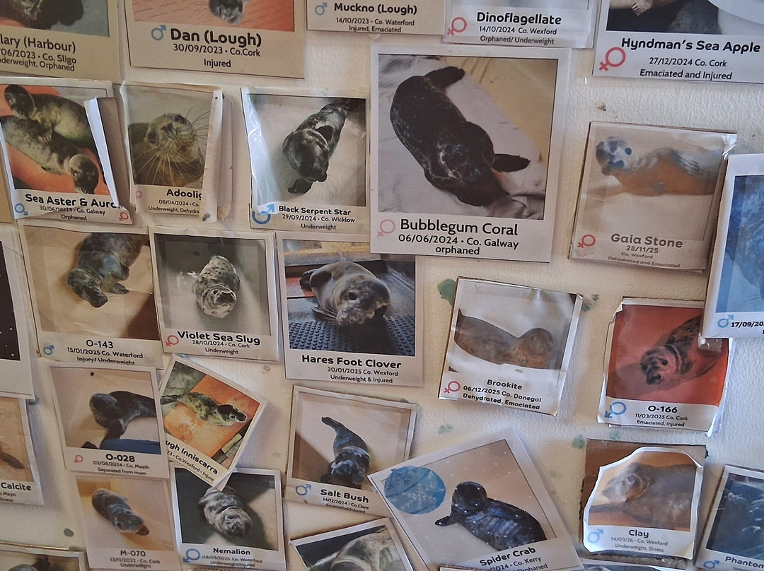 Seal Rescue Ireland-Courtown必去景点