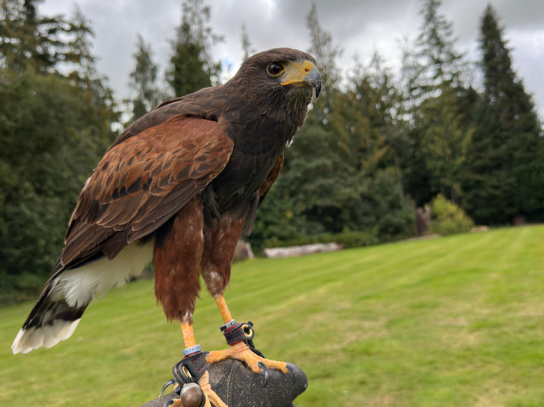 Dalhousie Castle Falconry-邦尼里格必去景点
