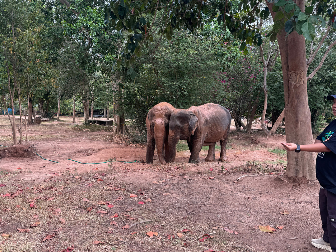 Samui Elephant Sanctuary-波普特必去景点