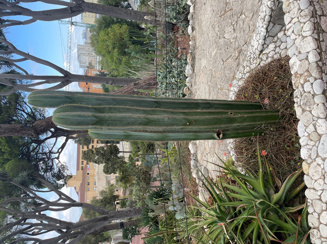 Gibraltar Botanic Gardens (The Alameda)-直布罗陀必去景点