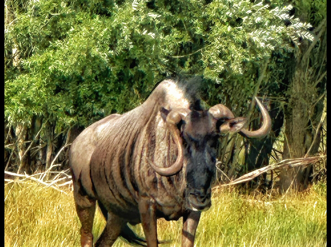 Watatunga Wildlife Reserve-金斯林必去景点