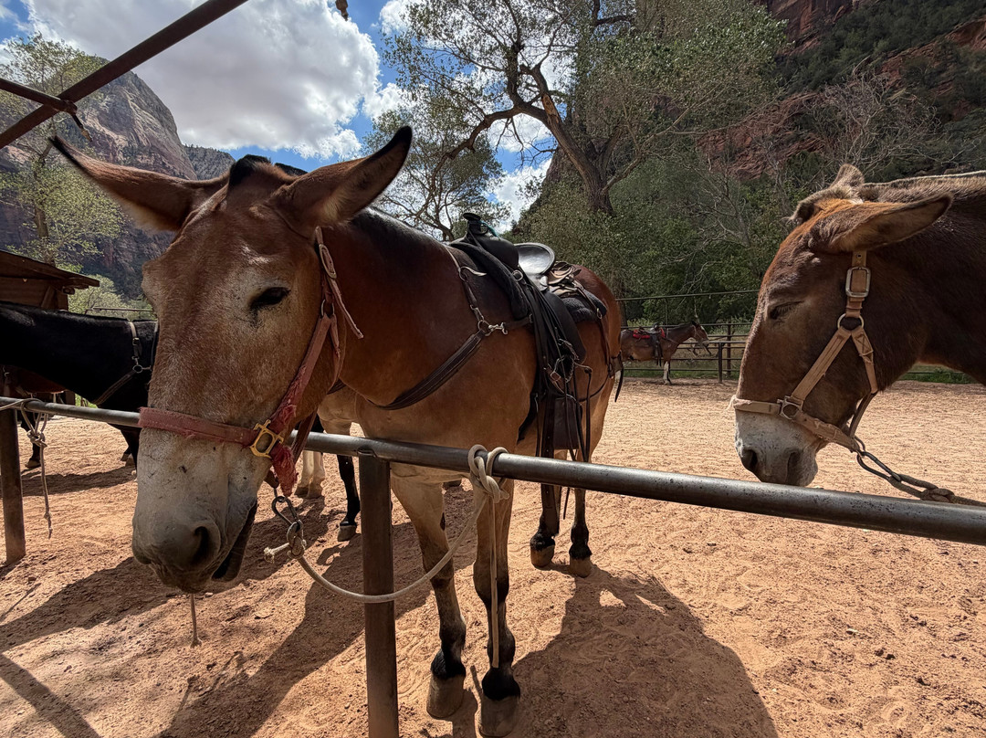 Canyon Trail Rides-锡安国家公园必去景点