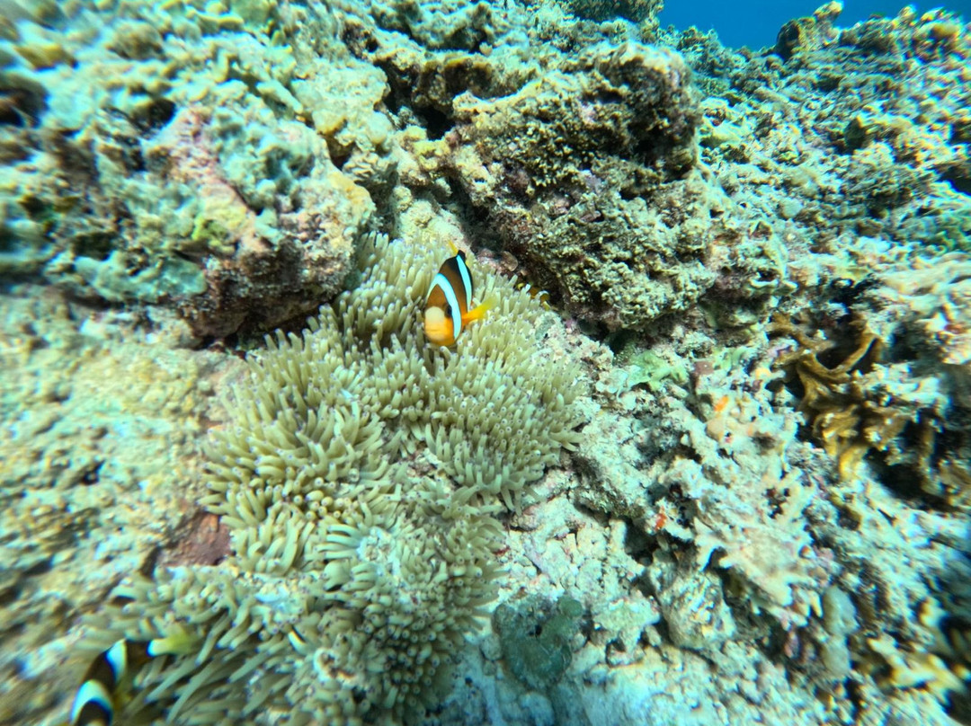 Dpm Diving Gili Air-Gili Air必去景点