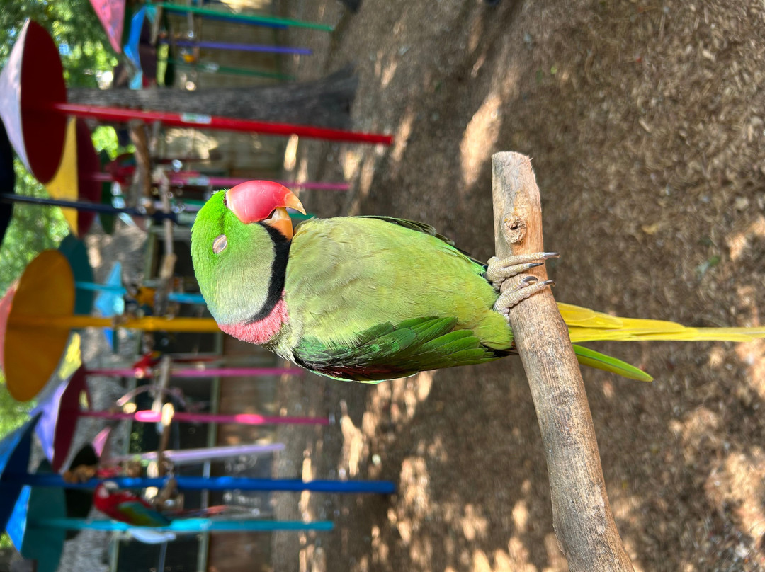 Parrot Mountain & Gardens-皮金福奇必去景点