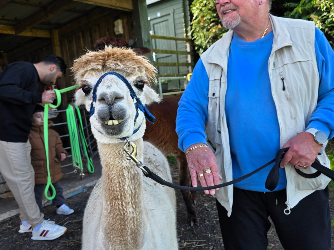 Larch Green Alpacas-格拉斯哥必去景点