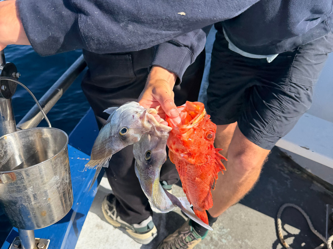 Deep Blue Charters Australia-Rose Bay必去景点