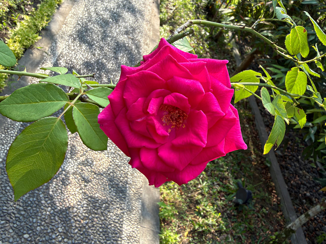 Amrtasiddhi Ayurvedic Center-乌布必去景点