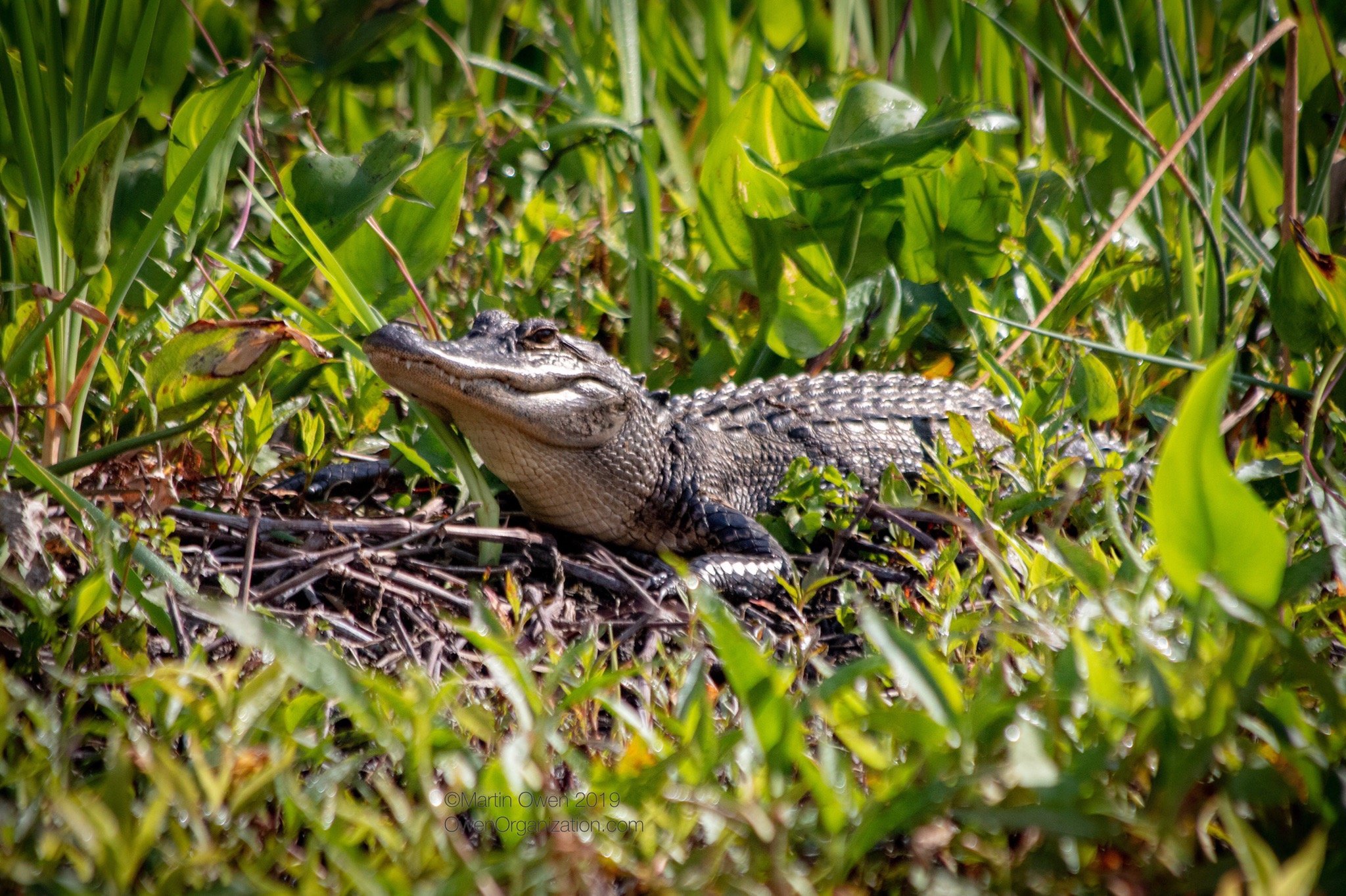 The Lodge at Wakulla Springs-官方
