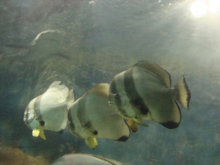 厦门海底世界-厦门市必去景点