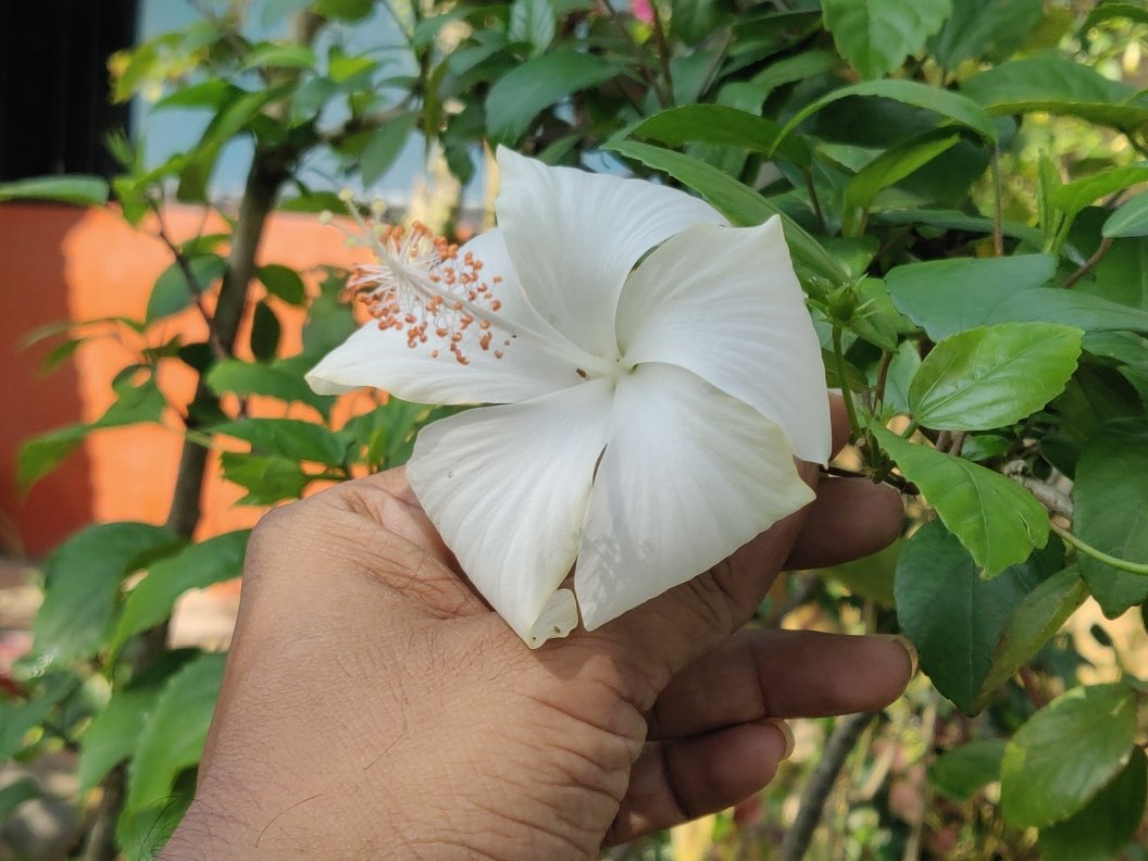 Shanti Bari (Santibari)- Resort-官方
