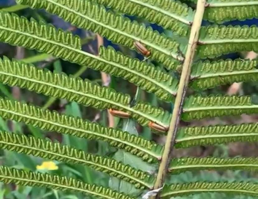 The Fire Flies Garden-吉安雅必去景点