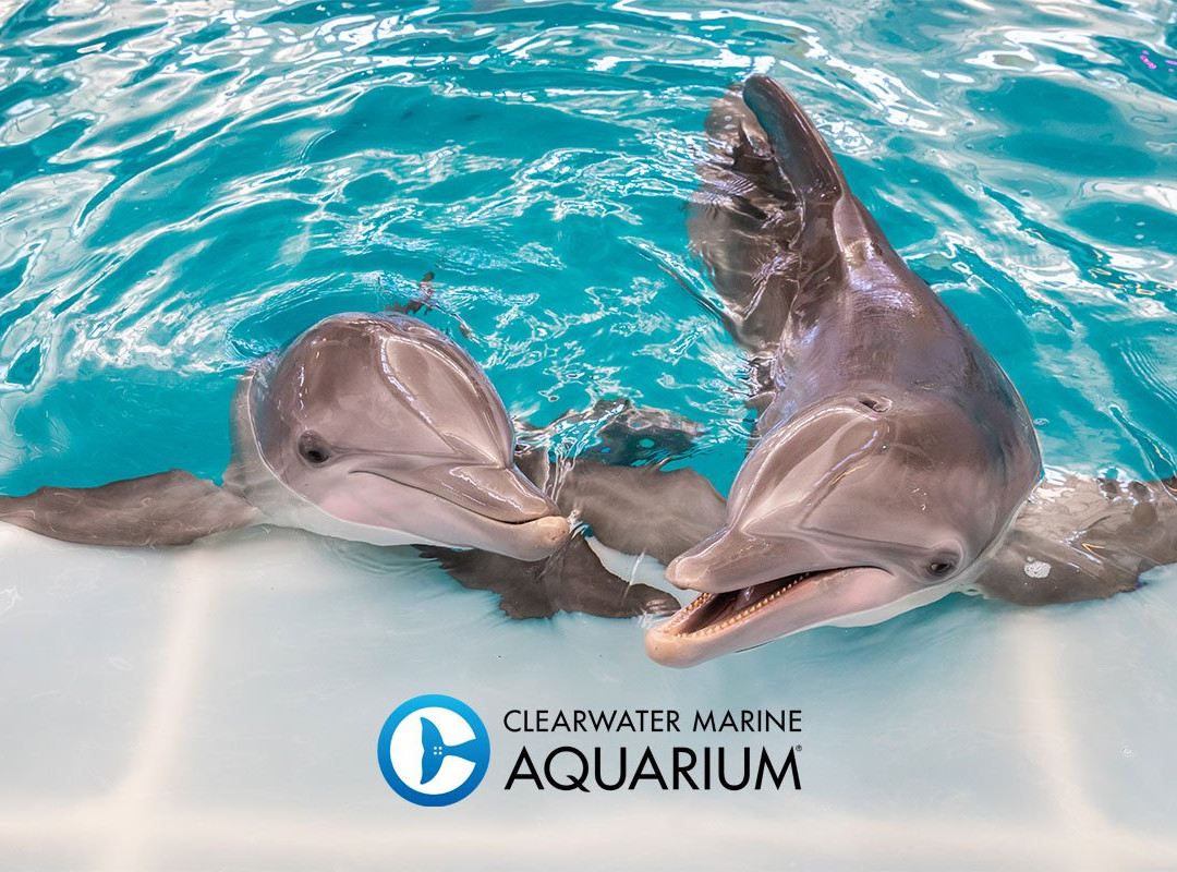 Clearwater Marine Aquarium景点图片