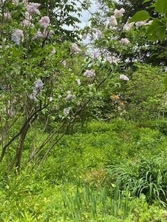 McLaughlin Gardens景点图片