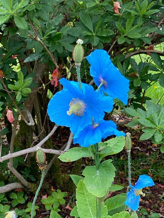 Glenarn Gardens-Rhu必去景点