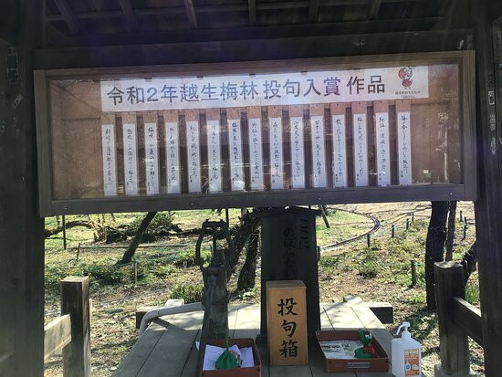 Ogose Ume Matsuri-越生町必去景点