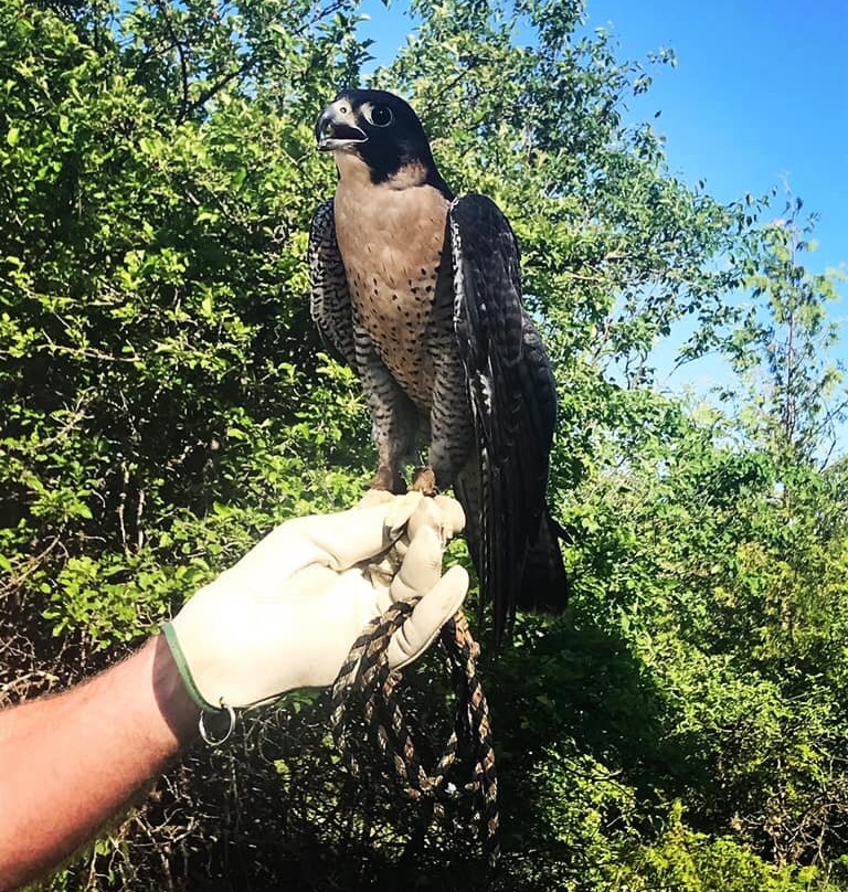 多尔县旅游景点-Open Door Bird Sanctuary
