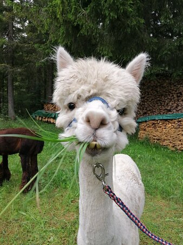 Jodlerhof-Schwendt必去景点