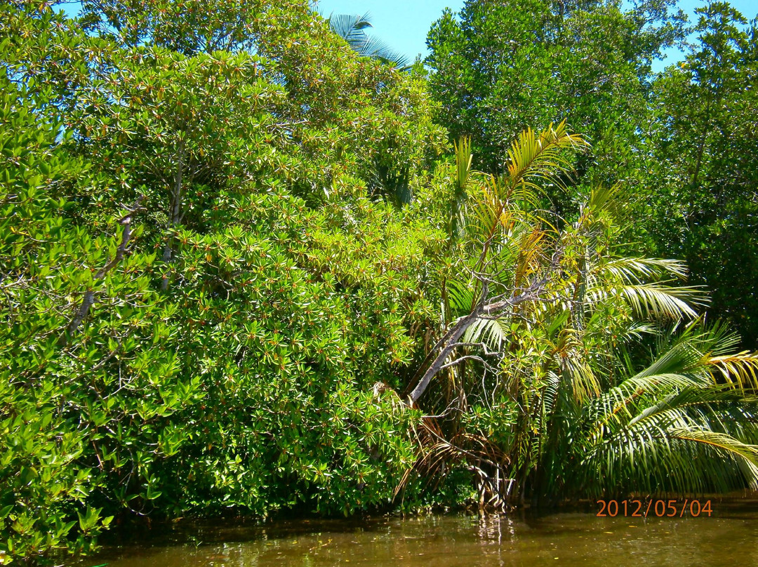 Mangrove Cave River Safari-亚洪加拉必去景点