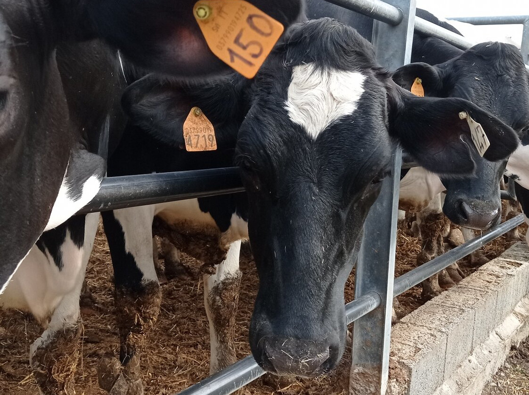 Granarolo dell'Emilia旅游攻略图片