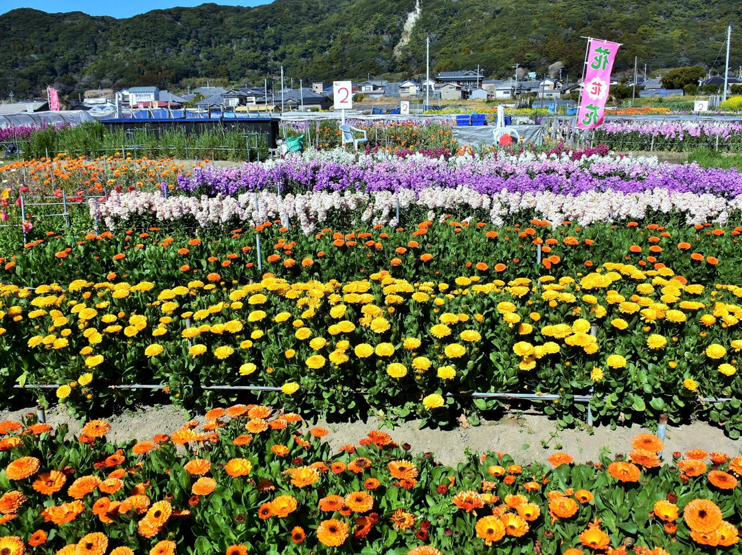Flower Fields of Chikura-cho景点图片