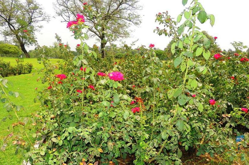 Chandigarh Botanical Garden & Nature Park景点图片