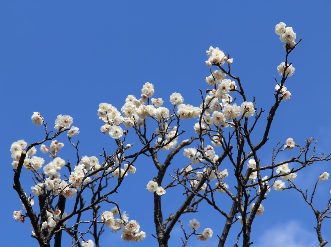 Setagaya Ume Blossom Matsuri景点图片