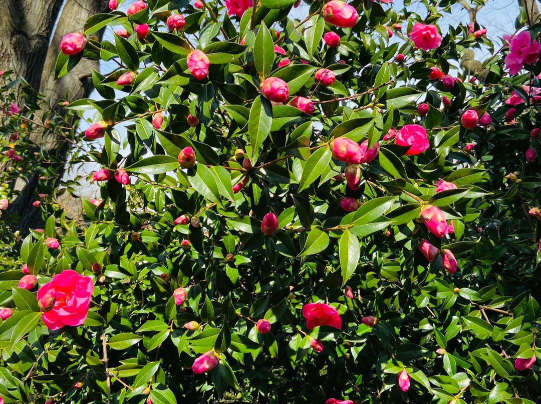 Camellia Park-洛迦诺必去景点