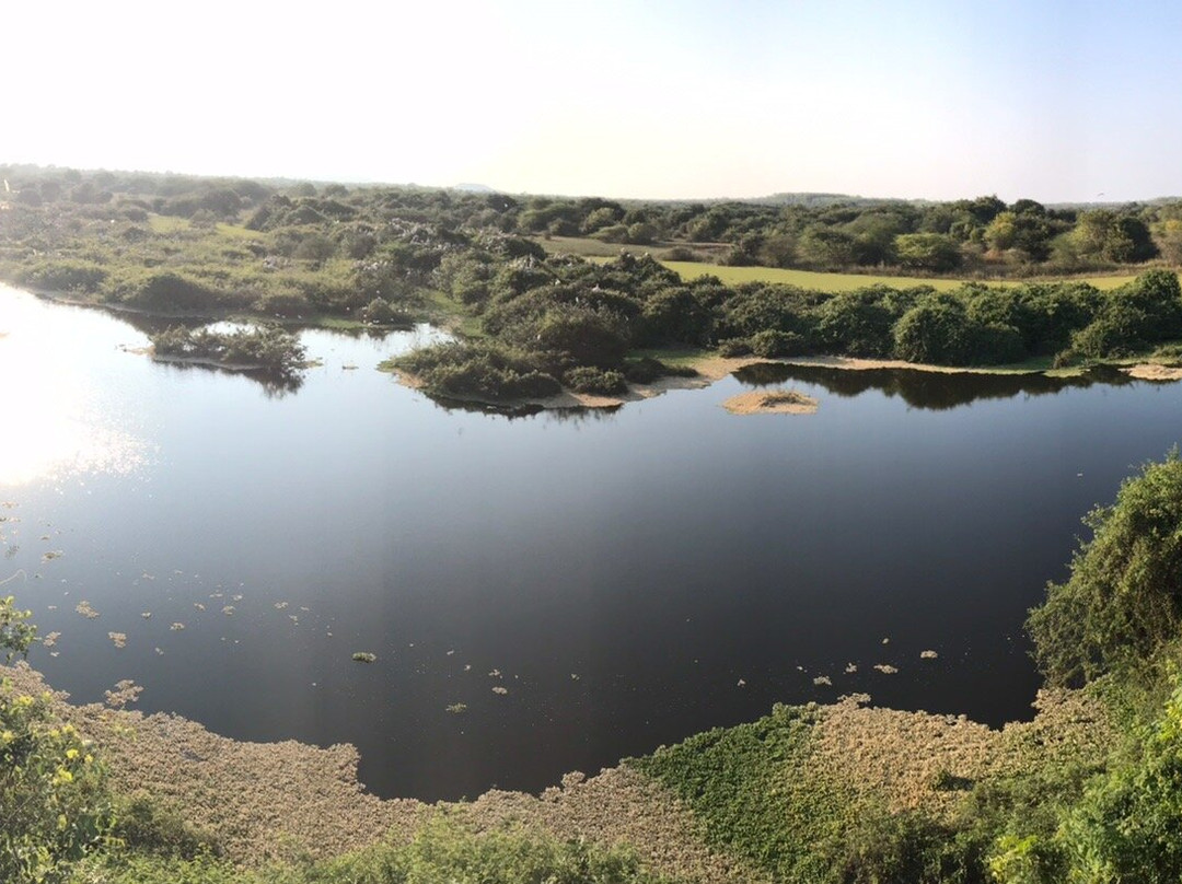 Nellapattu Sanctuary景点图片