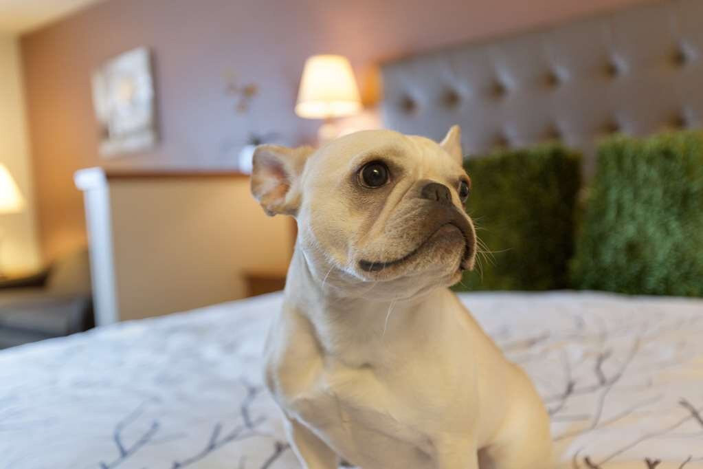 Best Western Plus Peppertree Airport Inn主图