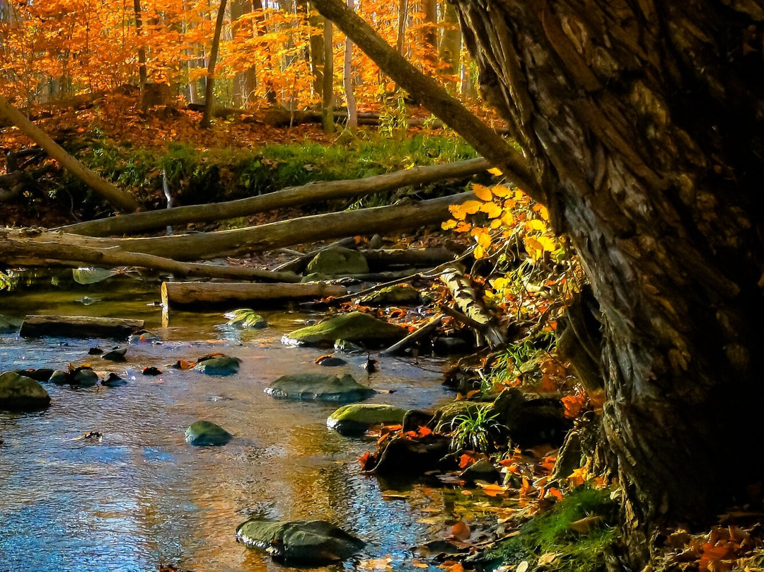Medway Valley Heritage Forest-伦敦必去景点