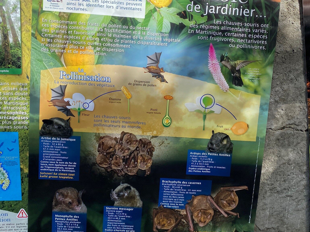 La Grotte Aux Chauve-souris-Riviere-Pilote必去景点