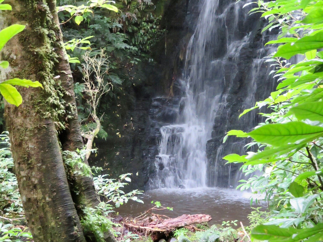 Matai Falls Walk景点图片