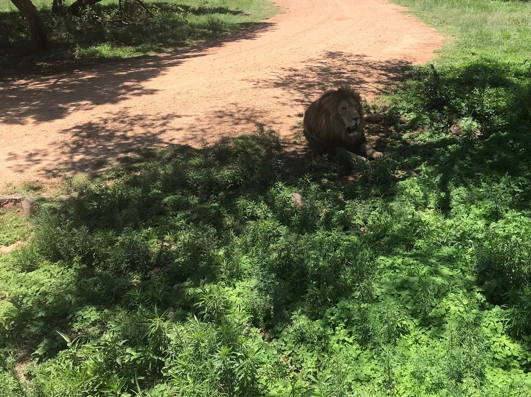 Lion Walk Safari景点图片