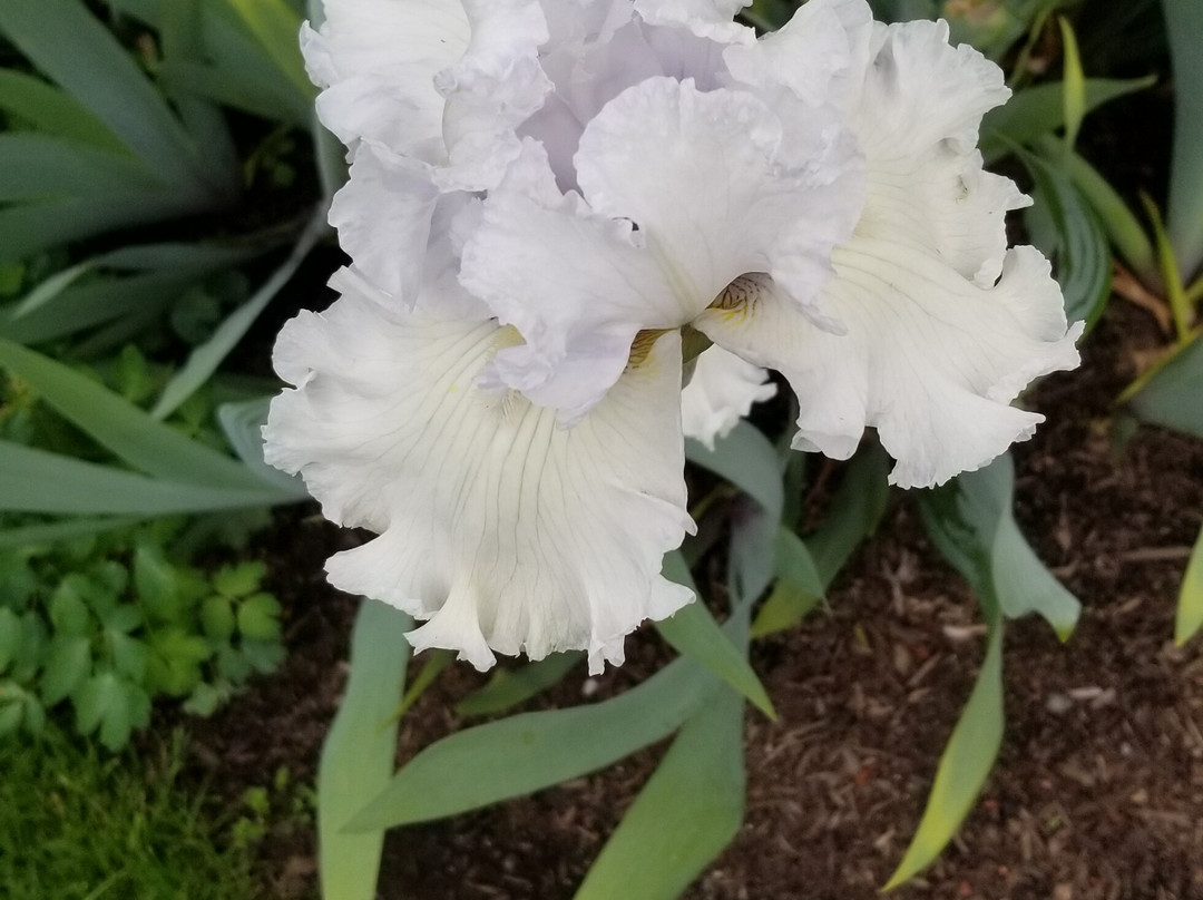 Schreiner's Iris Gardens-塞勒姆必去景点