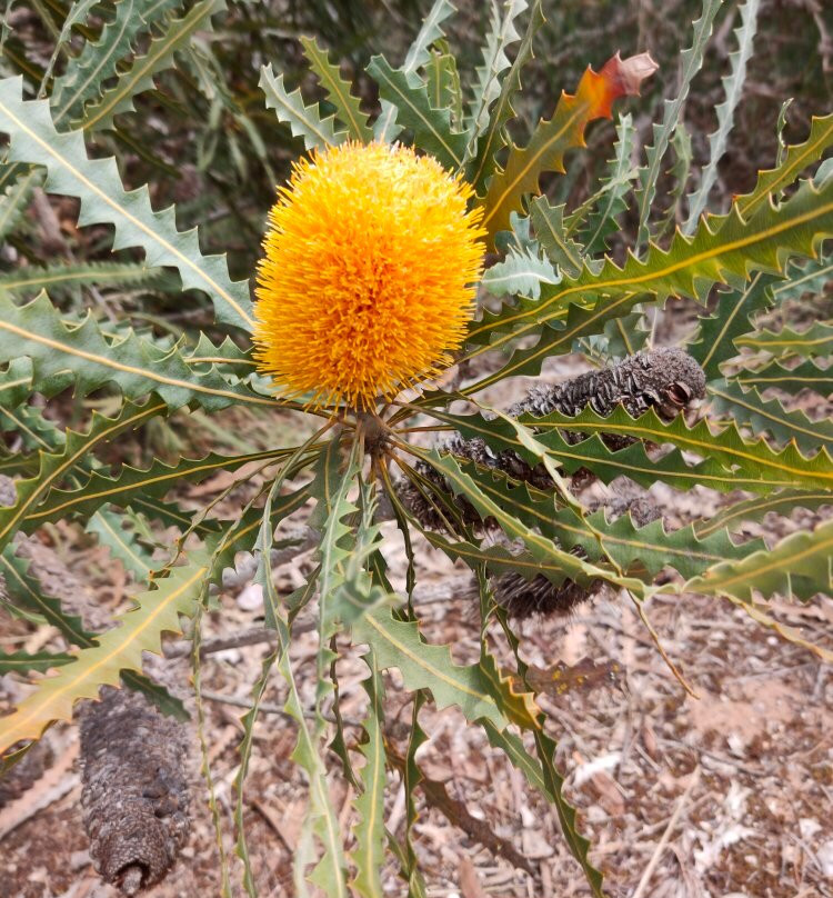 Pangarinda Botanic Gardens-Wellington必去景点