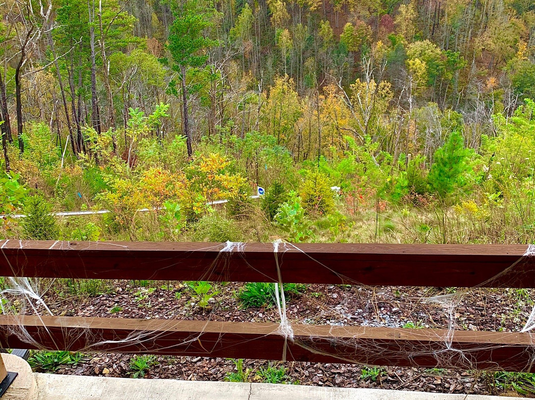 Rail Runner at Anakeesta-盖林柏格必去景点