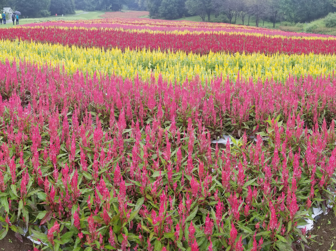 Musashi Kyuryo National Government Park-滑川町必去景点