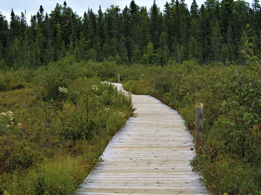 Spruce Bog Boardwalk Trail景点图片