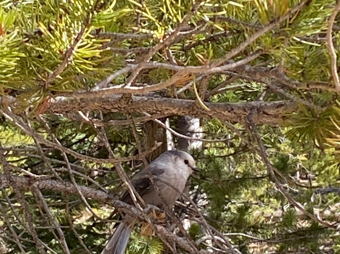Boreas Pass Road-布雷肯里奇必去景点
