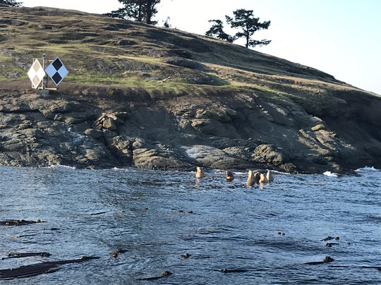 Friday Harbor Cruises-星期五港湾必去景点