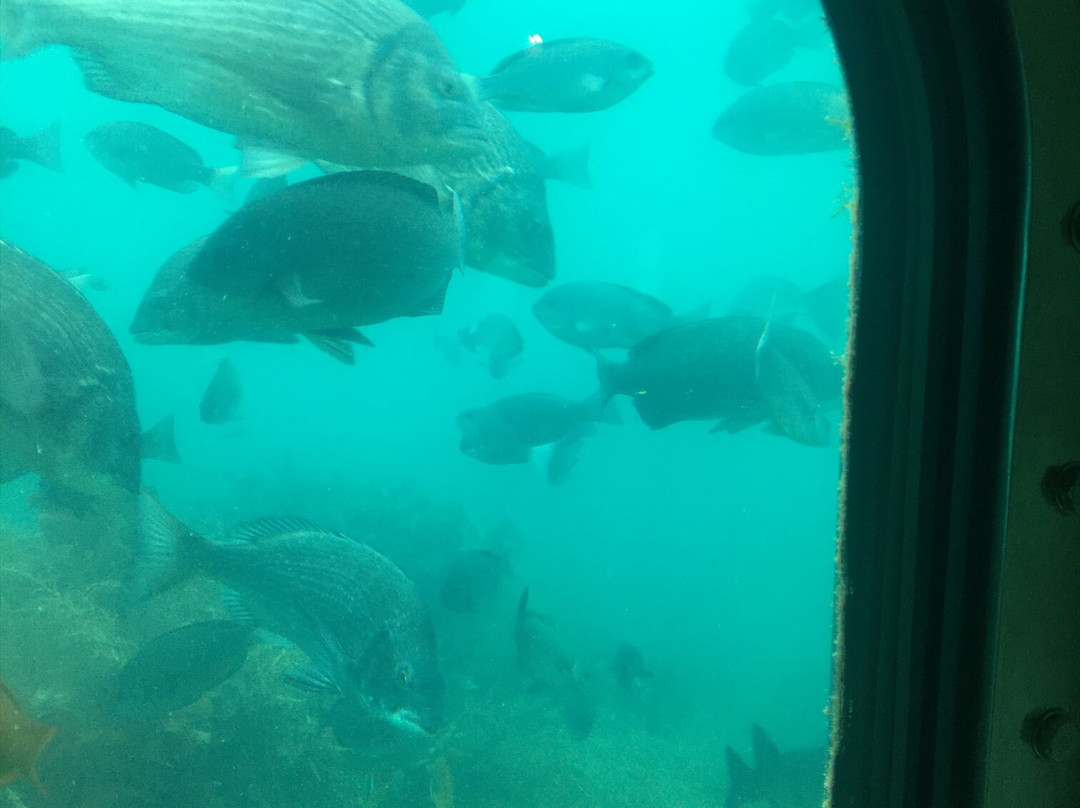 Genkai Underwater Observation Tower-唐津市必去景点