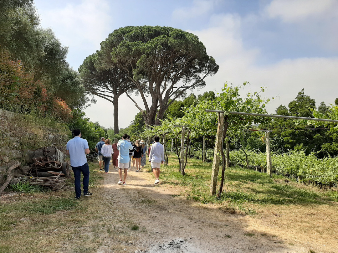 Quinta de Couselo景点图片