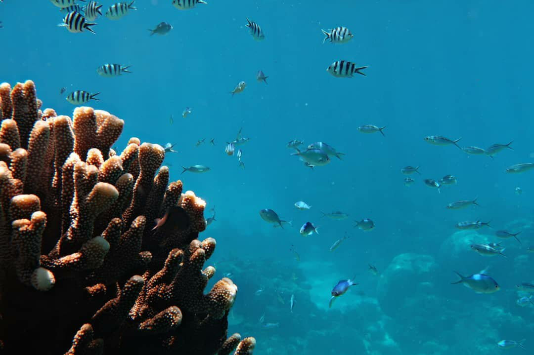 Dreamtime Dive and Snorkel景点图片