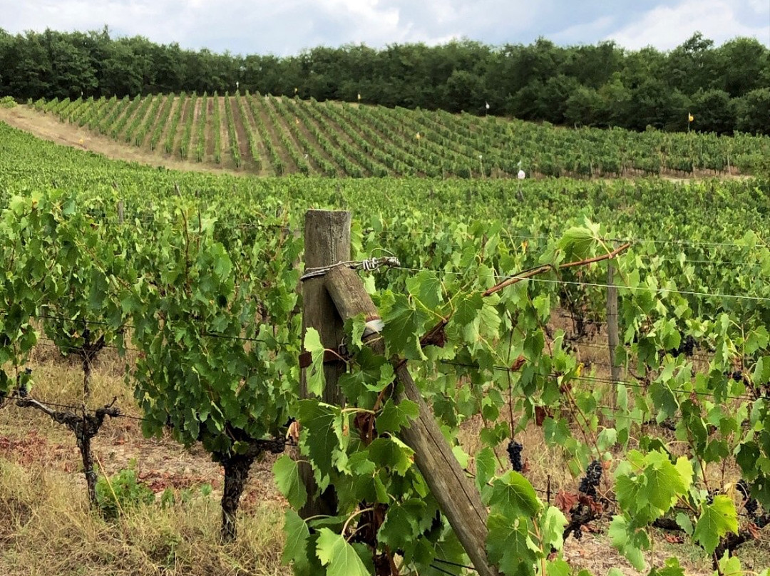Le Miccine Vineyards And Winery景点图片